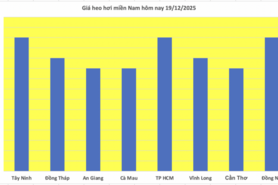 Giá heo hơi hôm nay 19/12/2025: Miền Bắc lập đỉnh mới 68.000 đồng/kg