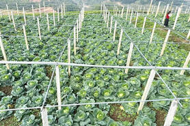 HTX Si Pa Phìn và bài học liên kết ‘ba nhà’ trong phát triển rau sạch vùng cao