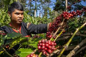 Đầu cơ bắt đáy đẩy giá cà phê tăng tới 1.500 đồng/kg