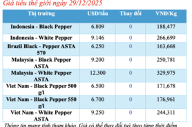 Giá tiêu hôm nay 29/12/2025: Cao nhất 151.000 đồng/kg
