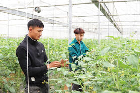 HTX của người trẻ làm nông nghiệp công nghệ cao trên cao nguyên Mộc Châu
