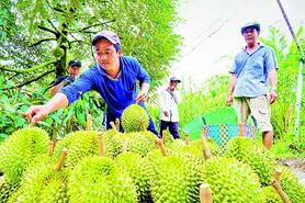 Sầu riêng trái vụ tăng sốc, nhiều vườn thu bạc triệu mỗi cây, giá leo thang cuối năm