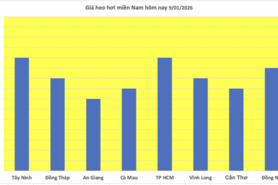 Giá heo hơi hôm nay 9/1/2026: Tiếp đà tăng giá, lập đỉnh mới