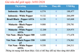 Giá tiêu hôm nay 14/1/2026: Cắt chuỗi neo cao, quay đầu giảm