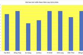 Giá heo hơi hôm nay 20/1/2026: Tiếp đà tăng tại nhiều nơi