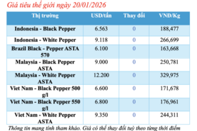 Giá tiêu hôm nay 20/1/2026: Giữ đà ổn định
