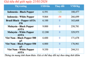 Giá tiêu hôm nay 21/1/2026: Giữ đà ổn định