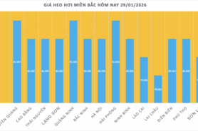 Giá heo hơi hôm nay 29/1/2026: Biến động trái chiều