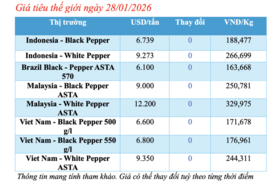 Giá tiêu hôm nay 28/1/2026: Tăng vọt 3.000 đồng/kg