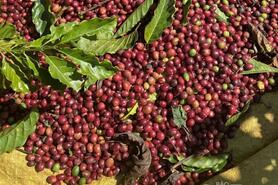 Giá cà phê thế giới giảm sâu dưới áp lực nguồn cung