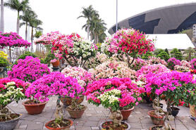 Đà Nẵng: Chợ hoa xuân rộn ràng đón khách