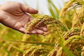 Giá lúa gạo hôm nay ngày 26/2/2026: Gạo xuất khẩu giảm nhẹ