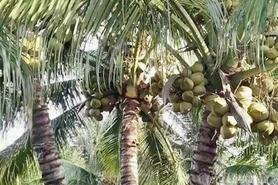 Dừa Vĩnh Long: Khẳng định vị thế 'thủ phủ' và tầm nhìn xuất khẩu tỷ USD