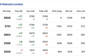Giá cà phê hôm nay 6/3/2026: Đảo chiều tăng nhẹ