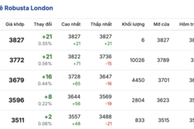 Giá cà phê hôm nay 9/3/2026: Đi ngang