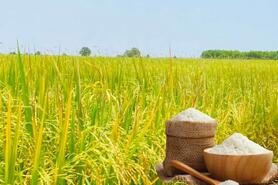 Giá lúa gạo hôm nay ngày 11/3/2026: Gạo xuất khẩu OM 5451 tiếp đà tăng