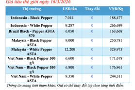 Giá tiêu hôm nay 16/3/2026: Dao động từ 142.500 - 144.500 đồng/kg