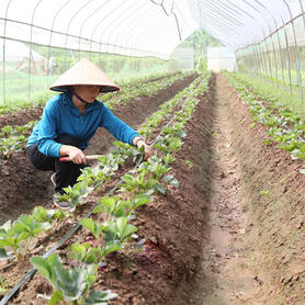 Nông dân Hà Nam ‘lên đời’ nhờ ứng dụng công nghệ vào sản xuất