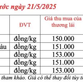Giá tiêu hôm nay 21/5/2025: thị trường tăng giảm đan xen