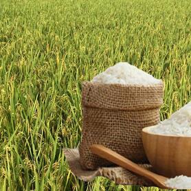 Giá lúa gạo hôm nay ngày 30/6: Gạo bình ổn, lúa tương chững giá