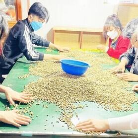 Giá cà phê hôm nay 15/9/2025: Tăng mạnh so với tuần trước