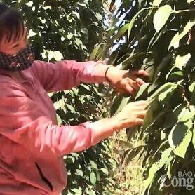 Giá tiêu hôm nay 18/9/2025: Trong nước giảm nhẹ