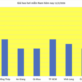 Giá heo hơi hôm nay 11/2/2026: Giảm đồng loạt trên cả nước