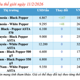 Giá tiêu hôm nay 11/2/2026: Tăng nhẹ 500 đồng/kg