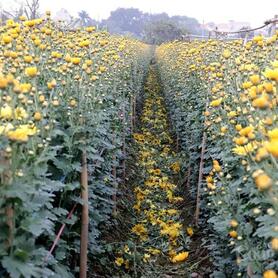 Không khí khẩn trương tại làng hoa Tây Tựu ngày giáp Tết