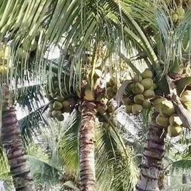 Dừa Vĩnh Long: Khẳng định vị thế 'thủ phủ' và tầm nhìn xuất khẩu tỷ USD