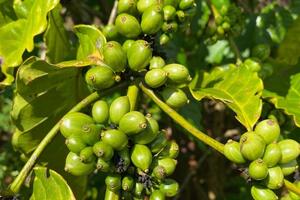 Giá cà phê tăng 700 đồng/kg, nông dân kỳ vọng vào vụ thu hoạch