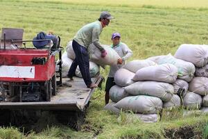 Giá lúa gạo hôm nay ngày 24/11: Nông dân và thương lái khó thống nhất giá