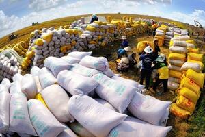 Ấn Độ có khả năng duy trì hạn chế xuất khẩu gạo trong năm 2024