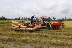Giá lúa gạo hôm nay ngày 7/5: Giá lúa gạo quay đầu giảm