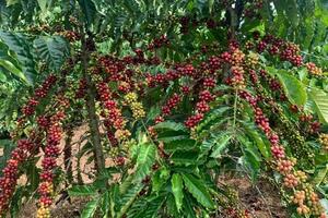 Lượng mưa ở Brazil bị hạn chế, giá cà phê Arabica tiếp đà phục hồi