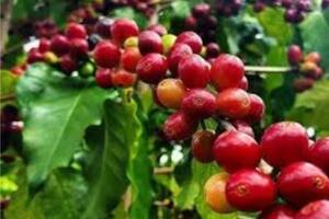 Giá cà phê hôm nay 22/10/2024: Thị trường tiếp tục chịu áp lực giảm trước khi vụ thu hoạch rộ