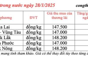 Giá tiêu hôm nay 28/1/2025, trong nước duy trì bình ổn