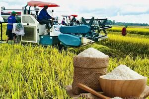 Giá lúa gạo hôm nay ngày 24/2/2025: Gạo xu hướng giảm