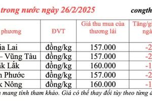 Giá tiêu hôm nay 26/2/2025, trong nước tiếp tục giảm