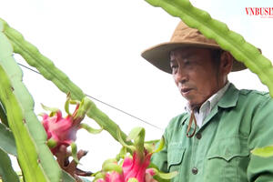 Nông dân Tiền Giang thu "quả ngọt" trên những "cánh đồng số"