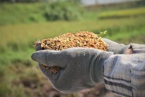 Họp bàn giải pháp sản xuất và tiêu thụ lúa gạo