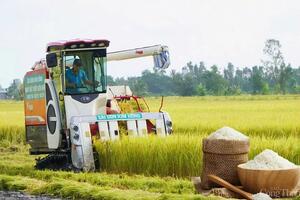 Giá lúa gạo hôm nay ngày 13/3: Gạo xuất khẩu tăng nhẹ