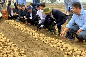Trồng khoai tây công nghệ cao cho năng suất gấp 2-3 lần, nông dân “bỏ túi” cả trăm triệu đồng