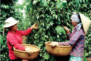 Giá tiêu tăng 2.000 đồng/kg ngay trong vụ thu hoạch