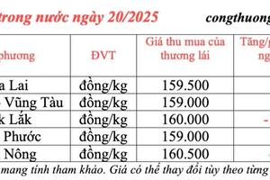 Giá tiêu hôm nay 20/3/2025 trong nước giảm nhẹ