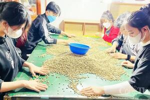 Giá cà phê hôm nay 20/3/2025 xu hướng tăng