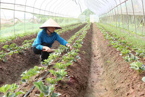 Nông dân Hà Nam ‘lên đời’ nhờ ứng dụng công nghệ vào sản xuất