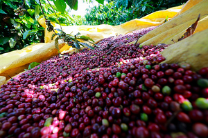 Thêm 1.300 đồng/kg, dự báo giá cà phê vẫn tăng trong dài hạn