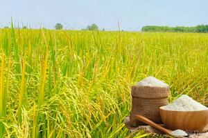 Giá lúa gạo hôm nay ngày 4/4: Lúa tươi biến động nhẹ