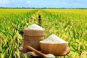 Giá lúa gạo hôm nay ngày 9/4: Lúa tươi đồng loạt tăng